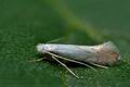 Phyllonorycter_harrisella_ct4107s