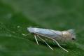 Phyllonorycter_heegeriella_ce3280s"