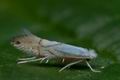 Phyllonorycter_heegeriella_ce3307s"