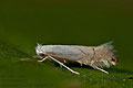 Phyllonorycter_heegeriella_jk6787s