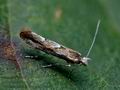 Phyllonorycter_issikii_cf3254s