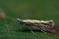 Phyllonorycter_issikii_cf3319s