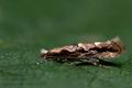 Phyllonorycter_issikii_cp7459s