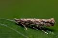 Phyllonorycter_issikii_cy2329s