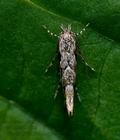 Phyllonorycter_issikii_cy2359s