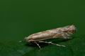 Phyllonorycter_issikii_jc1946s