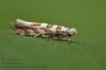 Phyllonorycter_kuhlweiniella_cs5116s