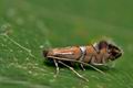 Phyllonorycter_lautella_co0346s