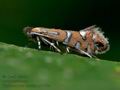 Phyllonorycter_lautella_co0365s