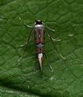 Phyllonorycter_lautella_jg5700s