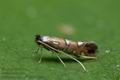 Phyllonorycter_lautella_jg5728s