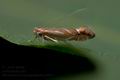 Phyllonorycter_leucographella_cz0697s