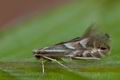 Phyllonorycter_maestingella_ch1783s