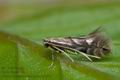 Phyllonorycter_maestingella_ch1797s