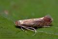 Phyllonorycter_messaniella_cr1784s