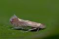 Phyllonorycter_messaniella_cr1797s