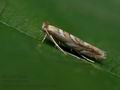 Phyllonorycter_muelleriella_jj7039s