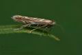 Phyllonorycter_muelleriella_jj7068s