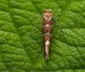 Phyllonorycter_nicellii_cu8042s