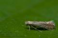 Phyllonorycter_quercifoliella_ch5054s