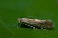 Phyllonorycter_quercifoliella_ch5063s