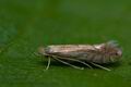 Phyllonorycter_quercifoliella_ch5071s