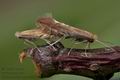 Phyllonorycter_quercifoliella_jd6224s