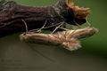 Phyllonorycter_quercifoliella_jd6251s