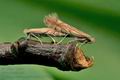 Phyllonorycter_quercifoliella_jd6339s