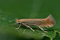 Phyllonorycter_quercifoliella_jk6564s
