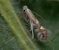 Phyllonorycter_quinqueguttella_cd7985s"