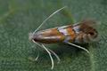 Phyllonorycter_quinqueguttella_cd7999s"