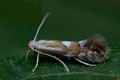 Phyllonorycter_quinqueguttella_cd8034s"