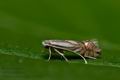 Phyllonorycter_rajella_jc1619s