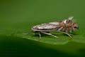 Phyllonorycter_rajella_jc1663s