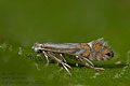 Phyllonorycter_rajella_jk7158s