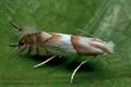 Phyllonorycter_roboris_cc2072s