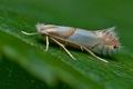 Phyllonorycter_roboris_ci1869s