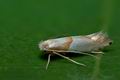 Phyllonorycter_roboris_ct0633s