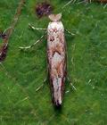 Phyllonorycter_sagitella_co2169s