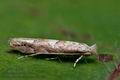 Phyllonorycter_sagitella_co2186s