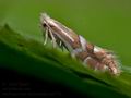 Phyllonorycter_salicicolella_cu2573s