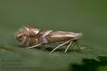 Phyllonorycter_salicicolella_cu2587s