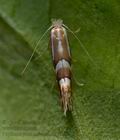 Phyllonorycter_salicicolella_cu2611s