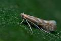 Phyllonorycter_scopariella_cj0583s