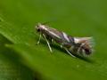 Phyllonorycter_sorbi_ch4956s
