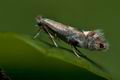 Phyllonorycter_strigulatella_ci2736s