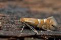 Phyllonorycter_ulmifoliella_cs2942s