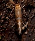 Phyllonorycter_ulmifoliella_cs3020s