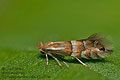 Phyllonorycter_ulmifoliella_jm5972s